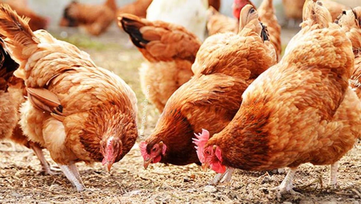 Invest In Poultry Farming In Cameroon?