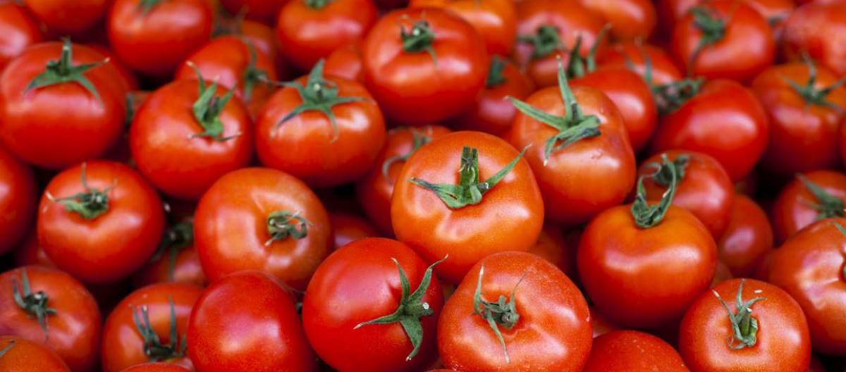 best month to plant tomatoes in Cameroon